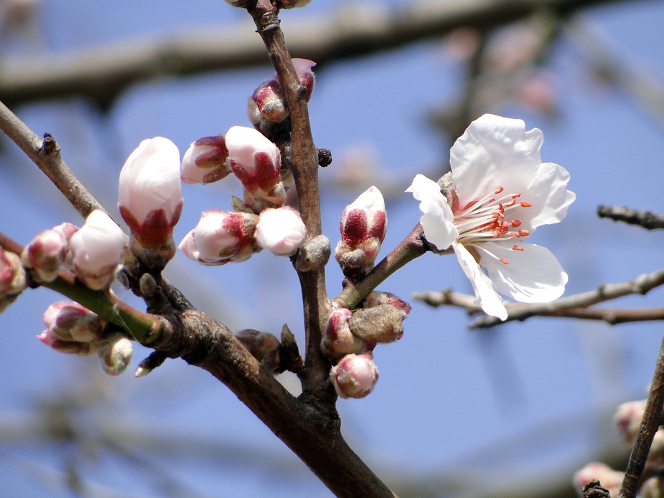almond-blossom-681153_960_720