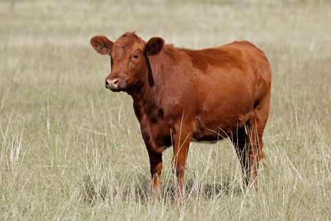 Red Cow