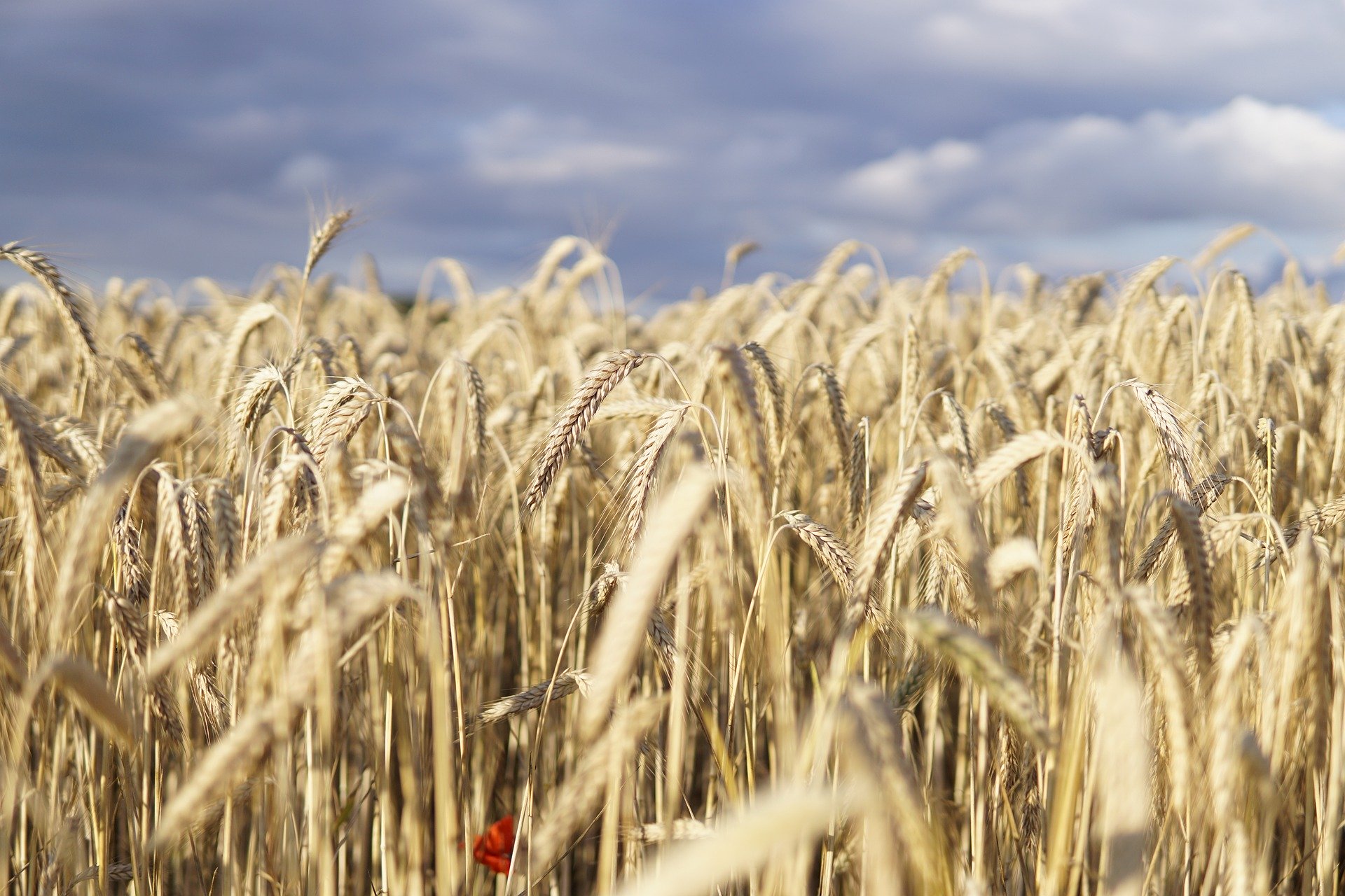 wheat-field-5392067_1920